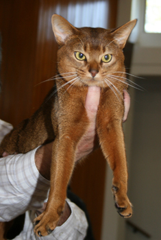 Abyssinian Cat Club of