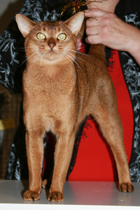 Abyssinian